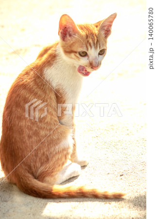 An orange cat is sitting and gazing calmly. An orange cat is sitting and gazing calmly. 140065780