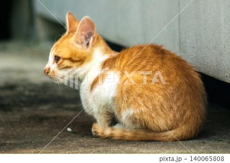An orange cat is sitting and gazing calmly. 140065808