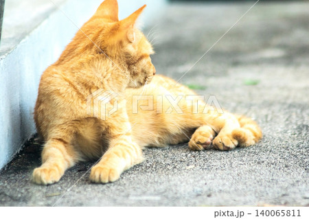 An orange cat is sitting and gazing calmly. An orange cat is sitting and gazing calmly. 140065811