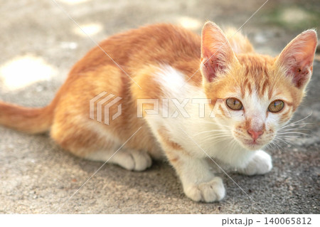 An orange cat is sitting and gazing calmly. An orange cat is sitting and gazing calmly. 140065812