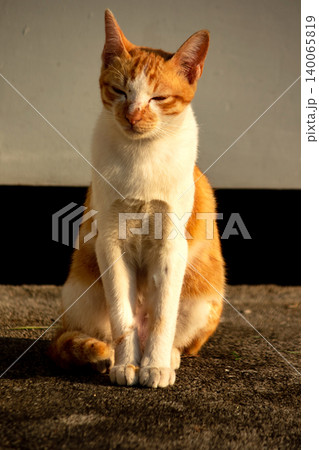 An orange cat is sitting and gazing calmly. 140065819