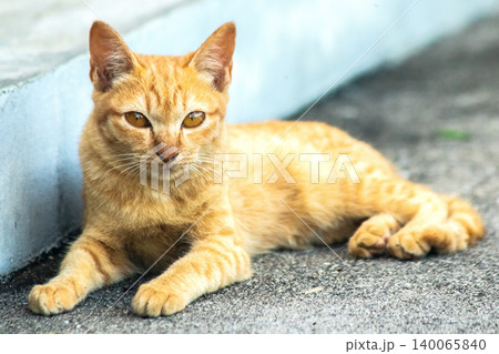An orange cat is sitting and gazing calmly. 140065840