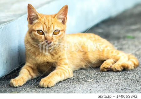 An orange cat is sitting and gazing calmly. 140065842