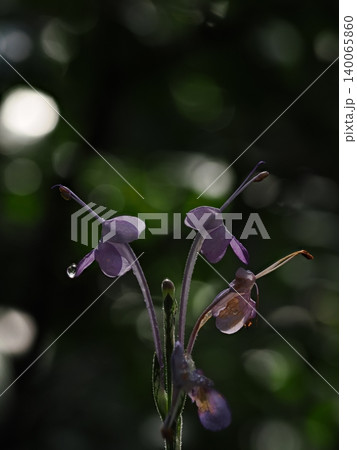 マクロの深度合成で撮影された植物館の雫をまとった淡い紫色の花 マクロの深度合成で撮影された植物館の雫をまとった淡い紫色の花 140065860