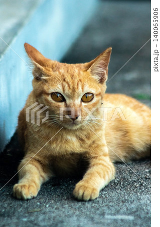An orange kitten lies peacefully on the floor. An orange kitten lies peacefully on the floor. 140065906