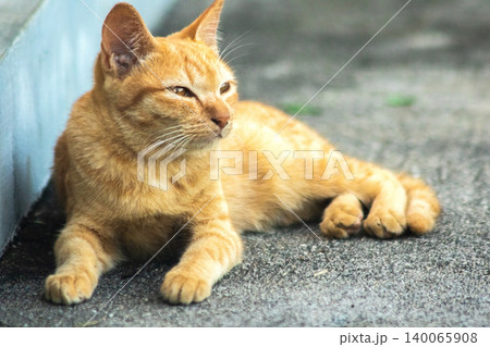 An orange kitten lies peacefully on the floor. 140065908