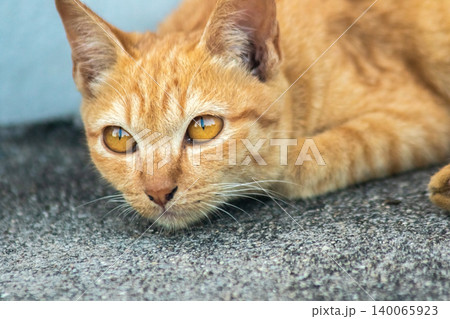 An orange kitten lies peacefully on the floor. An orange kitten lies peacefully on the floor. 140065923
