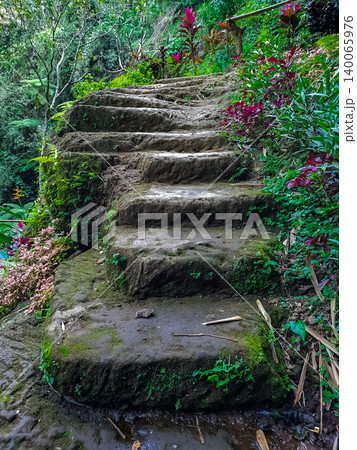 Mossy stone staircase leading upward through colorful tropical garden with ferns and red foliage plants Mossy stone staircase leading upward through colorful tropical garden with ferns and red foliage plants 140065976