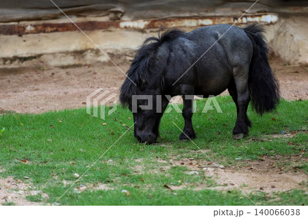 The black dwarf horse in the garden 140066038
