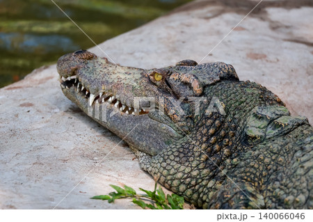 The crocodile is show head near the river The crocodile is show head near the river 140066046