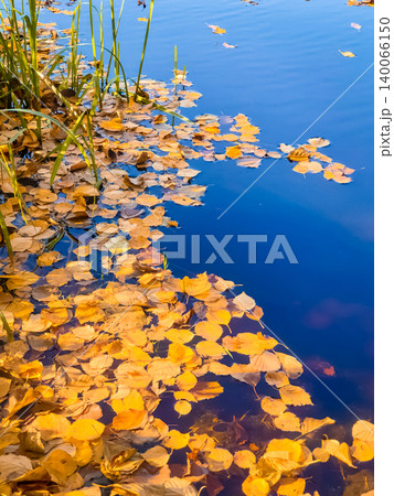 Yellow autumn leaves floating on blue water surface with green reeds at pond edge in fall season Yellow autumn leaves floating on blue water surface with green reeds at pond edge in fall season 140066150