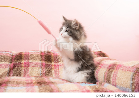 ピンクバックと猫じゃらしを掴むノルウェージャンフォレストキャットの仔猫 ピンクバックと猫じゃらしを掴むノルウェージャンフォレストキャットの仔猫 140066153
