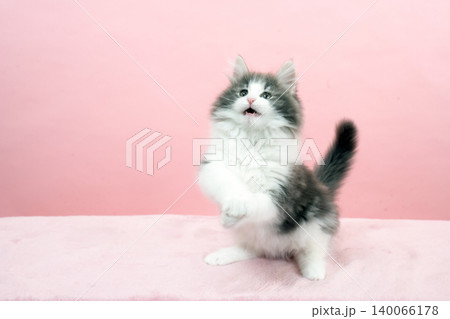 ピンクバックとノルウェージャンフォレストキャットの仔猫 ピンクバックとノルウェージャンフォレストキャットの仔猫 140066178