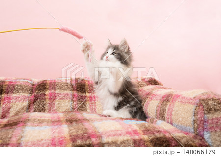 ピンクバックと猫じゃらしを掴むノルウェージャンフォレストキャットの仔猫 140066179