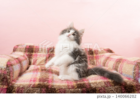 ピンクバックと猫じゃらしと遊ぶノルウェージャンフォレストキャットの仔猫 ピンクバックと猫じゃらしと遊ぶノルウェージャンフォレストキャットの仔猫 140066202
