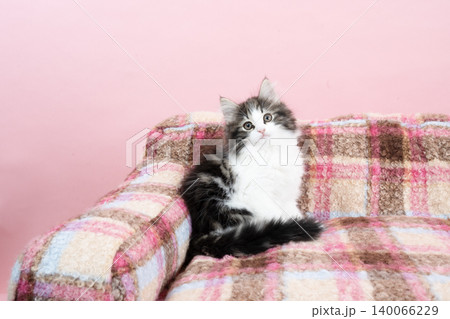 ピンクバックとお座りしたノルウェージャンフォレストキャットの仔猫 140066229
