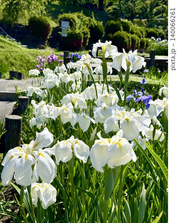 満開の花菖蒲〈東公園(花菖蒲園)/愛知県岡崎市〉 満開の花菖蒲〈東公園(花菖蒲園)/愛知県岡崎市〉 140066261