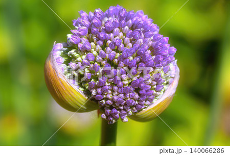 blossom capsule of an ornamental onion blossom capsule of an ornamental onion 140066286