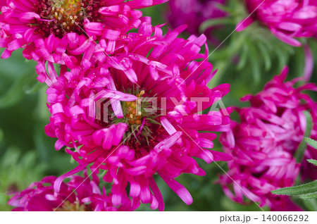 alma potschke new england aster alma potschke new england aster 140066292