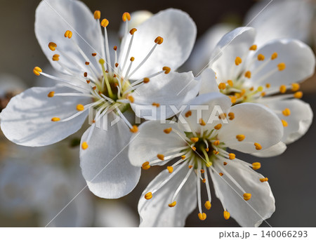 white blossoms of a tree 140066293