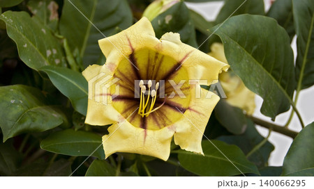 yellow angel's trumpet yellow angel's trumpet 140066295