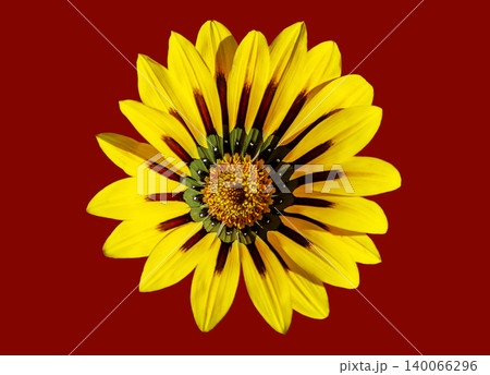 yellow blossom of a gazania yellow blossom of a gazania 140066296