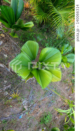 Young green fan palm tree in agricultural land under sunlight, exotic tropical botanical plant in indonesian farm estate 140066314