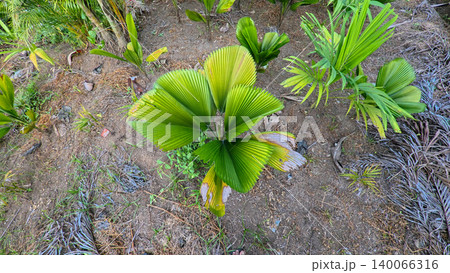 Young green fan palm tree in agricultural land under sunlight, exotic tropical botanical plant in indonesian farm estate 140066316