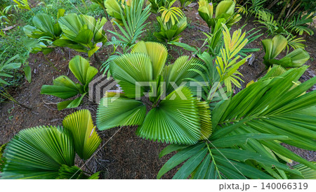 Young green fan palm tree in agricultural land under sunlight, exotic tropical botanical plant in indonesian farm estate Young green fan palm tree in agricultural land under sunlight, exotic tropical botanical plant in indonesian farm estate 140066319