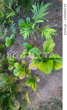 Young green fan palm tree in agricultural land under sunlight, exotic tropical botanical plant in indonesian farm estate 140066336