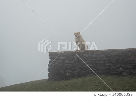 A waiting dog in the fog. A waiting dog in the fog. 140066358