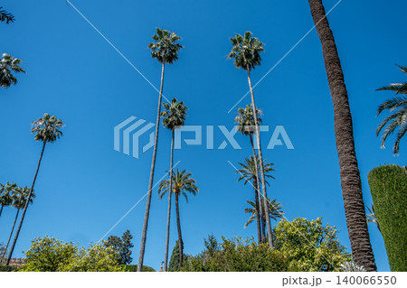 Tall Palm Trees Tall Palm Trees 140066550