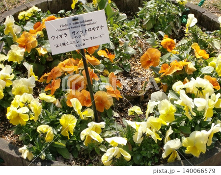 ビオラの花 ビオラの花 140066579