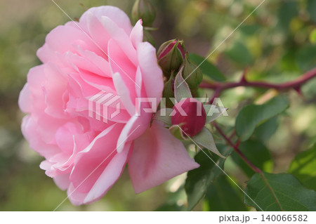 ピンク色の薔薇の花と咲くのを待つ赤いツボミ 140066582