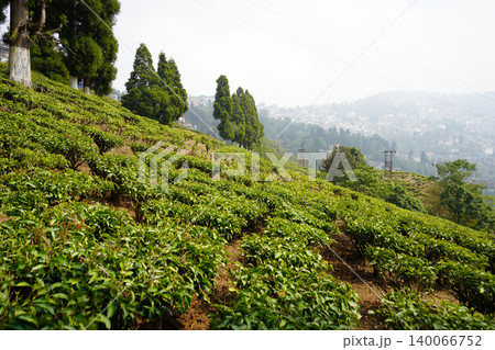 Lush green terraced tea garden on a hillside slope in Darjeeling India 140066752