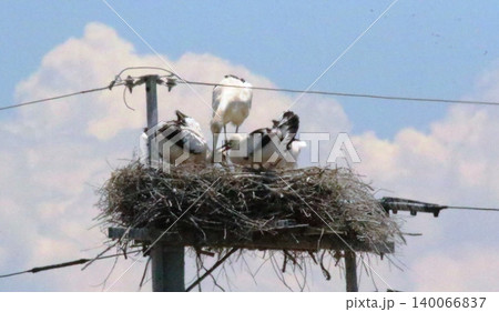 コウノトリ コウノトリ 140066837