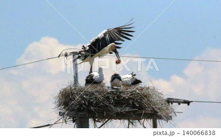コウノトリ コウノトリ 140066838