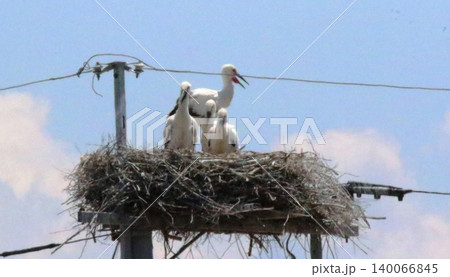 コウノトリ コウノトリ 140066845