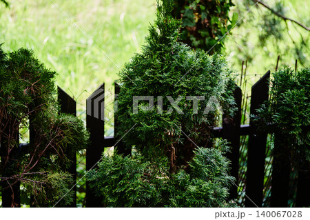 Lush green coniferous plants stand tall beside a dark wood fence in an outdoor garden setting Lush green coniferous plants stand tall beside a dark wood fence in an outdoor garden setting 140067028