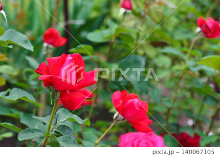 Close up, macro of blooming red rose flower in garden with green plant background 140067105