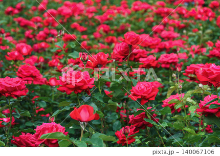 Colorful rose bushes with red blooming flowers in lush summer garden landscape background Colorful rose bushes with red blooming flowers in lush summer garden landscape background 140067106