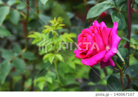 Close up branch of pink rose flower blooming in garden with green leaves and natural background Close up branch of pink rose flower blooming in garden with green leaves and natural background 140067107