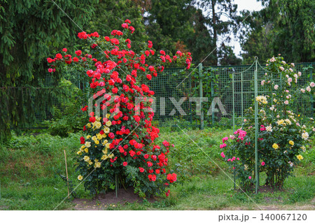 Colorful rose bushes with pink, yellow red blooming flowers in summer garden landscape background 140067120