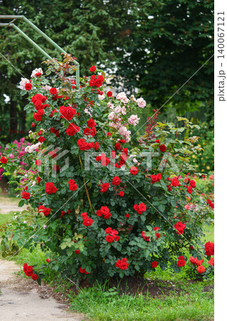Blooming red climbing roses in full bloom on decorative arch on lush green summer garden background Blooming red climbing roses in full bloom on decorative arch on lush green summer garden background 140067121