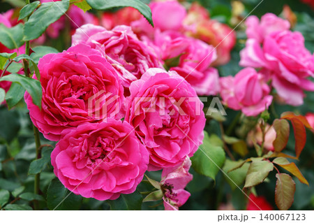 Branch of soft pink rose flowers blooming in garden with green leaves and natural background Branch of soft pink rose flowers blooming in garden with green leaves and natural background 140067123