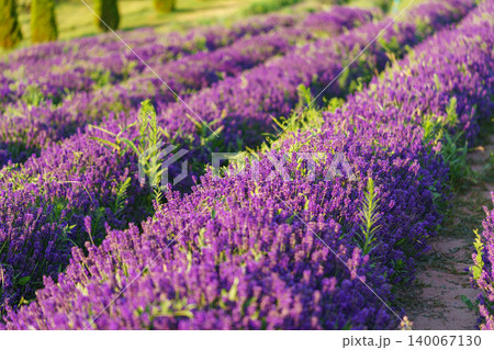 Rows of vibrant blooming purple lavender flower in field in full summer light stretching to horizon Rows of vibrant blooming purple lavender flower in field in full summer light stretching to horizon 140067130