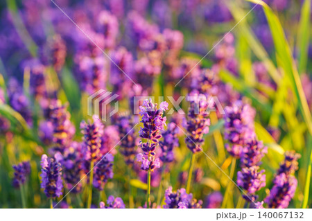 Lavender bushes blooming under warm sunlight in peaceful purple and green summer field background Lavender bushes blooming under warm sunlight in peaceful purple and green summer field background 140067132