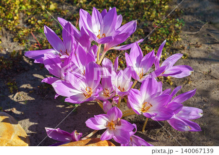Purple autumn crocus or Colchicum autumnale flowers blooming on sandy ground in garden or park Purple autumn crocus or Colchicum autumnale flowers blooming on sandy ground in garden or park 140067139