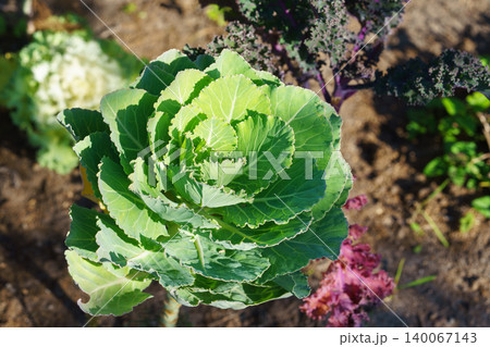 Ornamental cabbage, flowering decorative kale Brassica oleracea plant growing in vegetable garden Ornamental cabbage, flowering decorative kale Brassica oleracea plant growing in vegetable garden 140067143