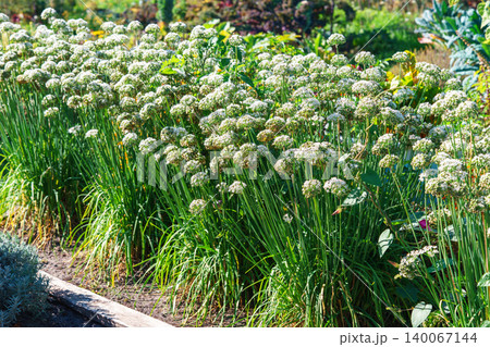 Blooming garlic chive, Allium tuberosum plants with white spherical flowers in vegetable garden 140067144